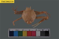 藏品(十一刺栗殼蟹)的圖片